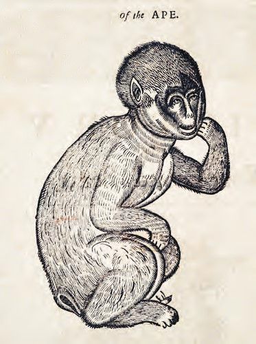 Vintage woodcut illustration of an ape seated with its chin resting on its hand.