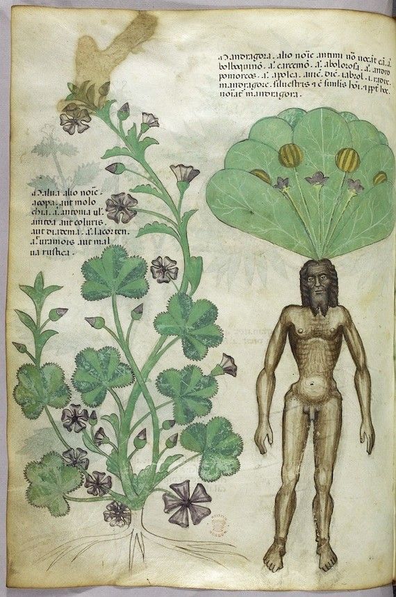 A medieval illustration of a plant and a nude human figure with a leafy crown, surrounded by handwritten text.