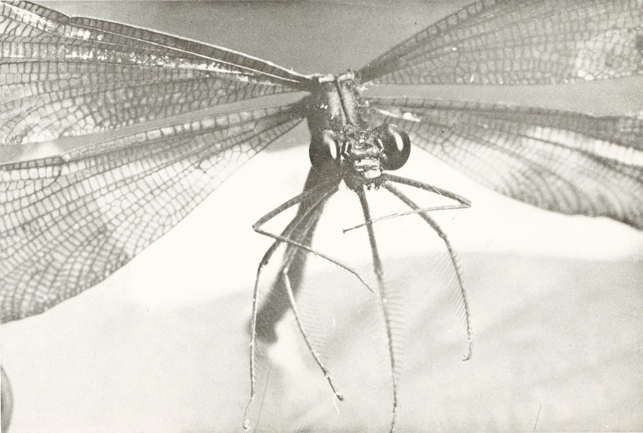 Close-up black and white photograph of a dragonfly with wings spread wide.