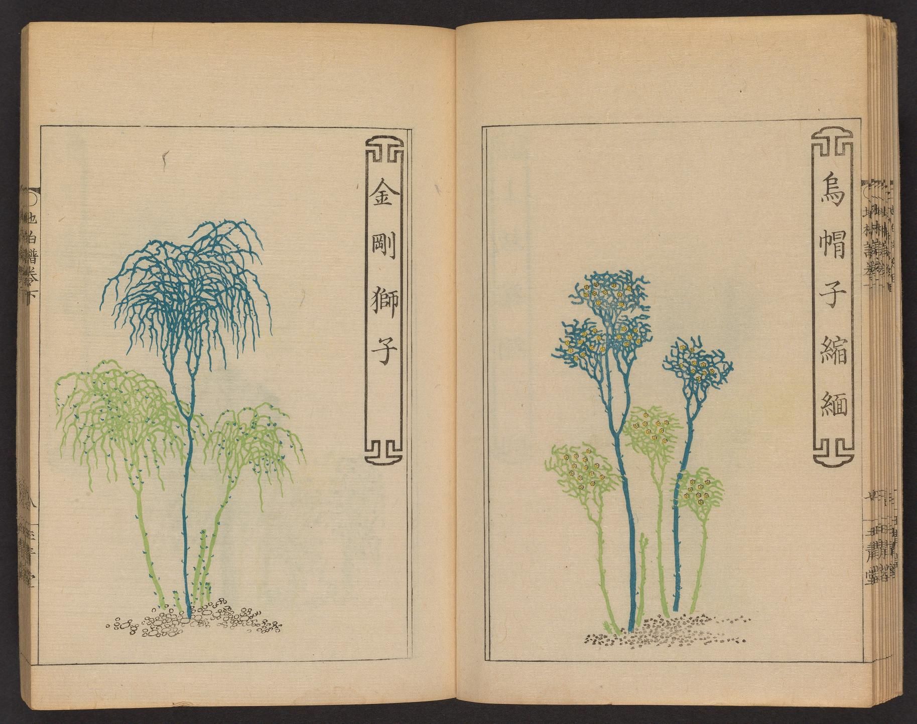 Open book with two pages featuring detailed botanical illustrations of trees in a traditional East Asian style.