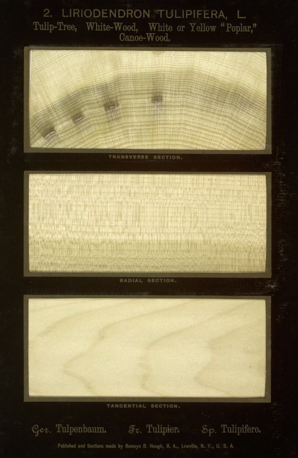 Vintage botanical illustration of Tulip-Tree wood sections.