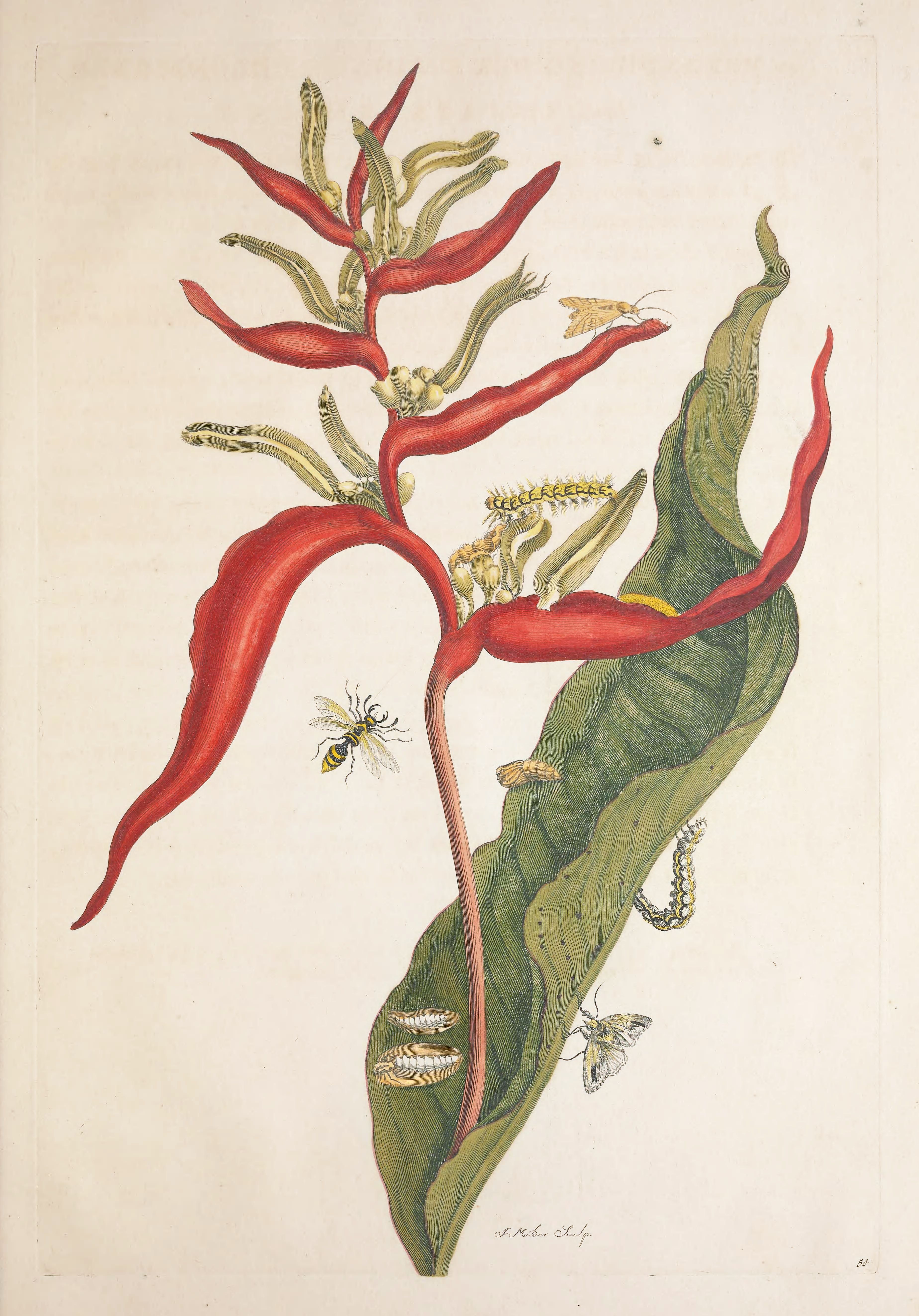Vintage botanical illustration of a plant with red flowers, green foliage, caterpillars, and a bee.
