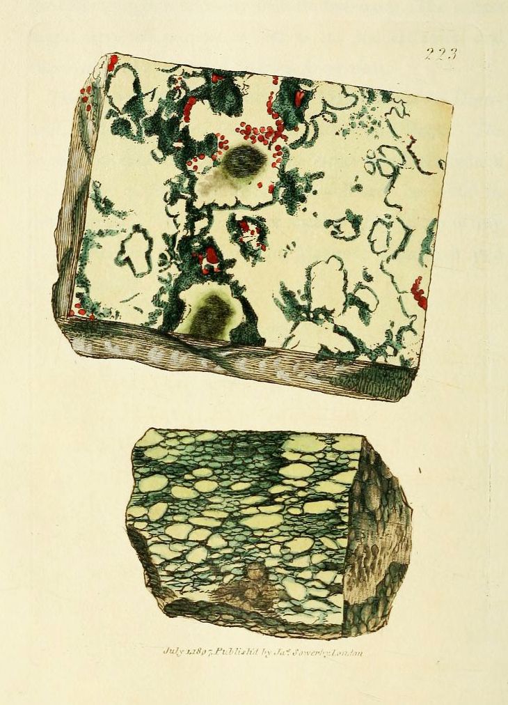 Vintage botanical illustration of two lichen-covered rocks.