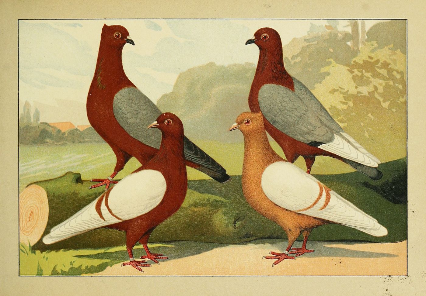 Vintage illustration of four pigeons with reddish-brown and gray-blue plumage, standing on grass in front of a landscape.