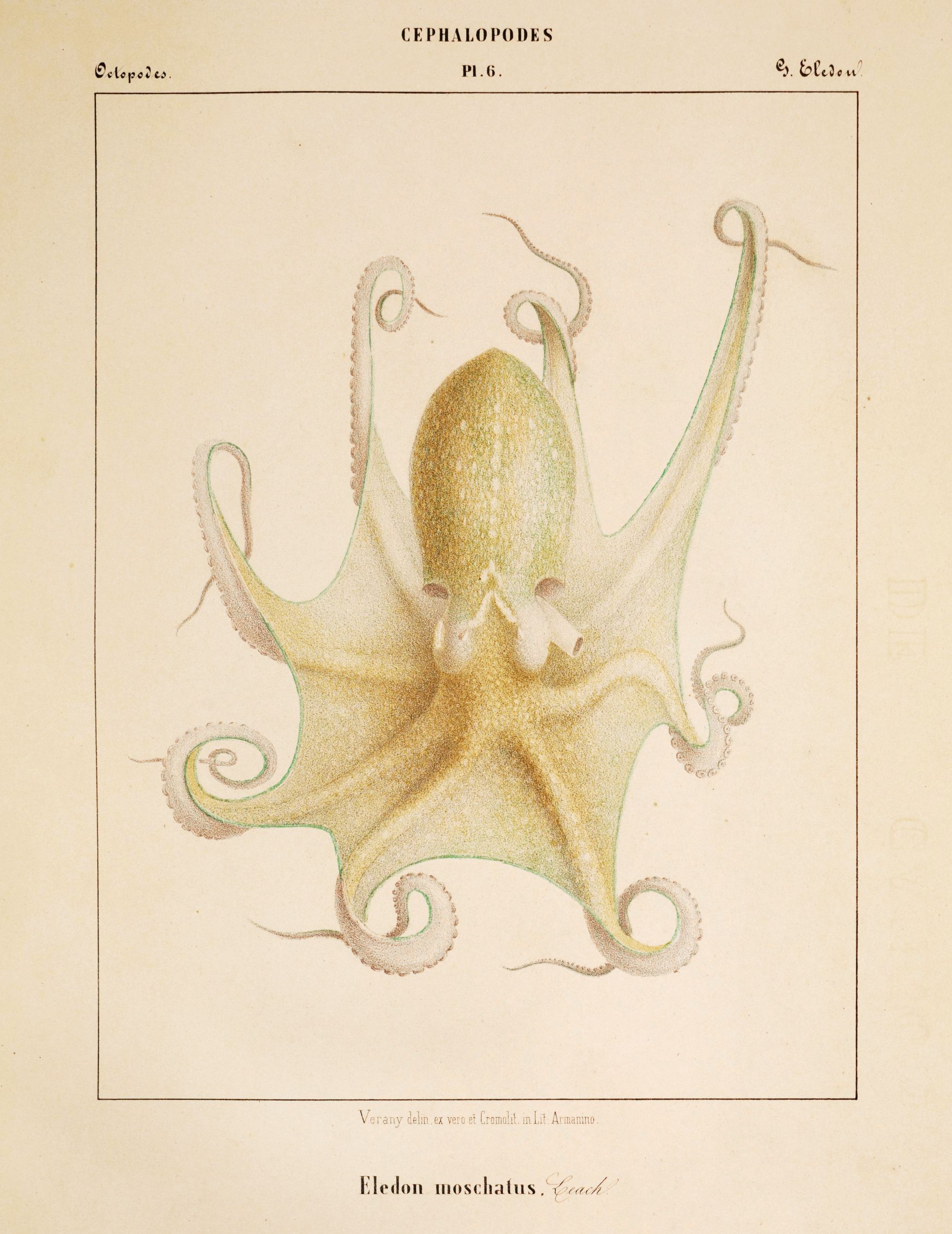 Vintage scientific illustration of an octopus with eight arms, rendered in a delicate style with fine lines and subtle shading.