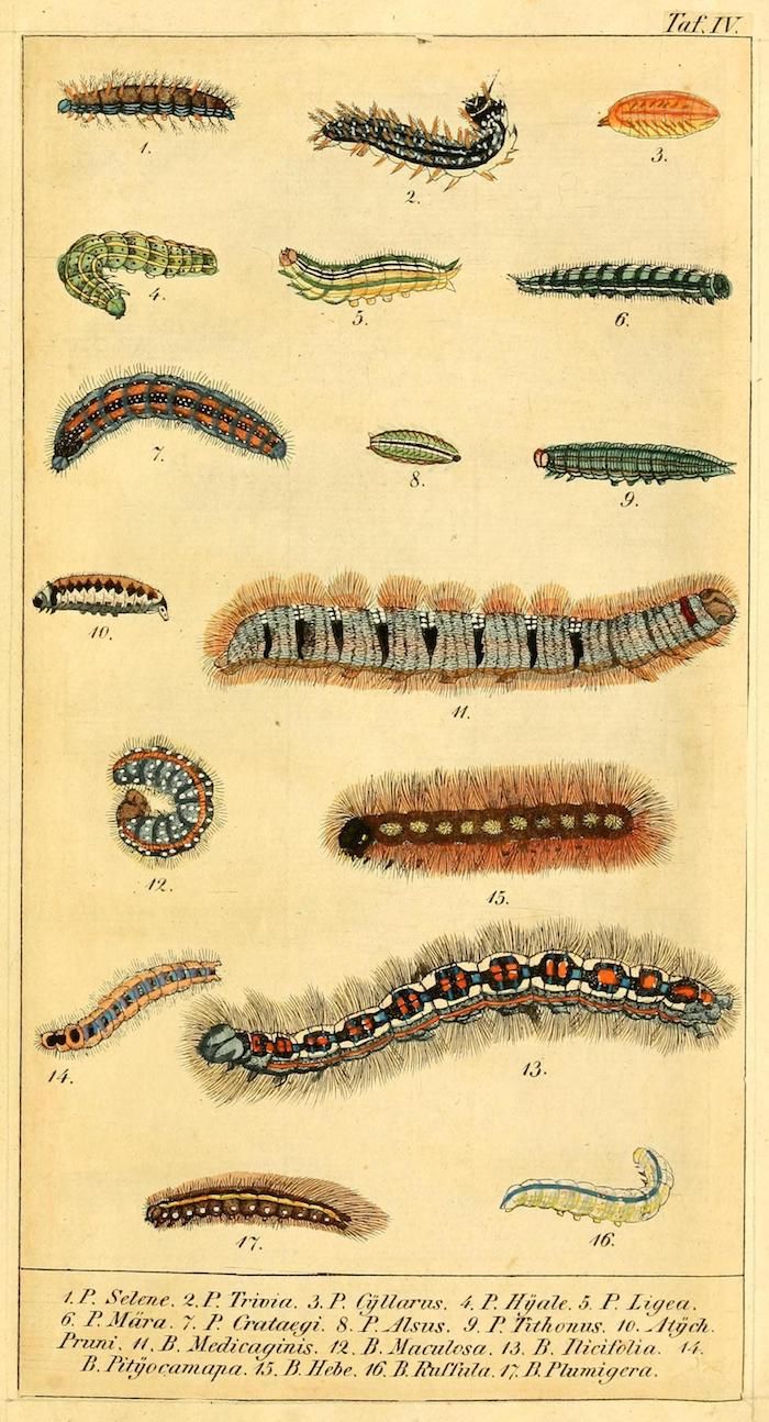 Vintage botanical illustration of 16 different caterpillars, numbered for identification, with detailed watercolor or ink renderings.