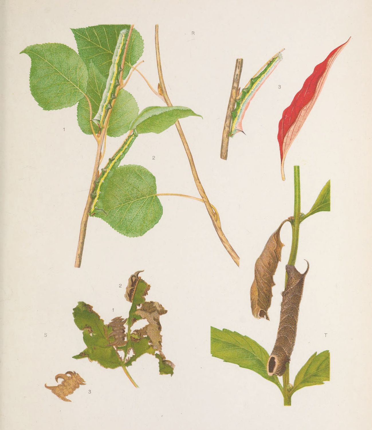 Vintage botanical illustration of a plant and caterpillar, showing different stages of growth and damage.