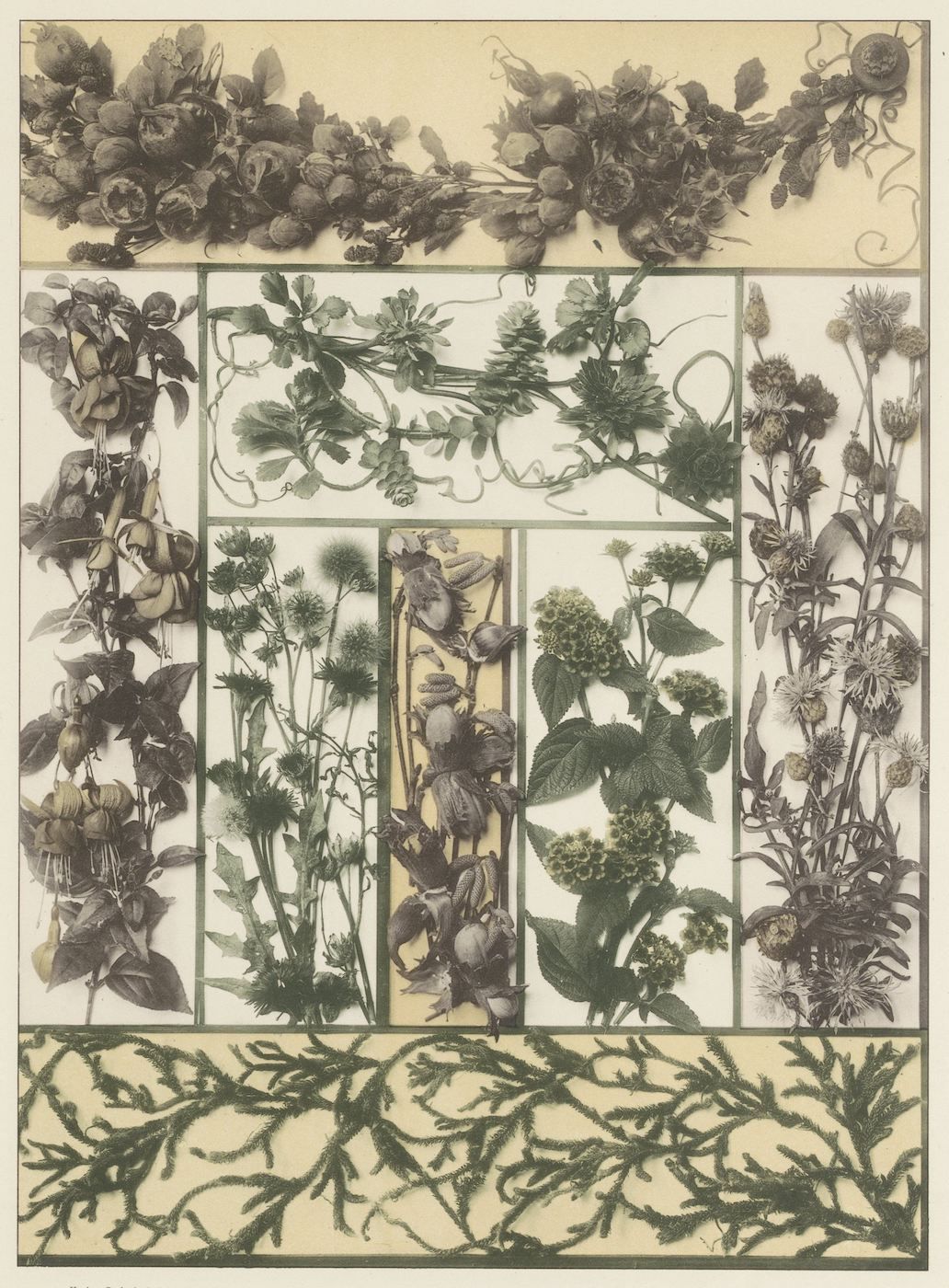 Vintage botanical illustration with a grid of plant specimens and decorative borders.