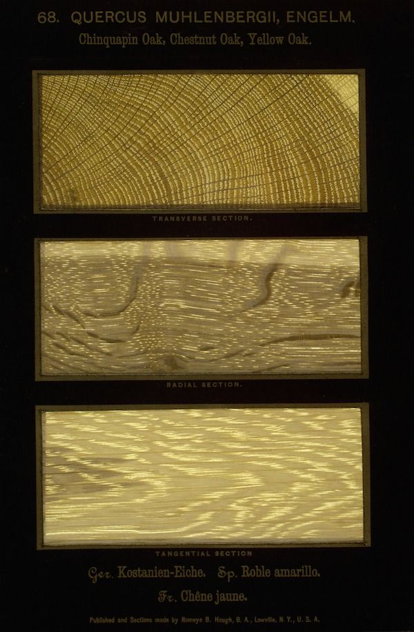 A vintage botanical illustration showcasing three different sections of wood from the *Quercus muhlenbergii* (Chinquapin Oak, Chestnut Oak, Yellow Oak).