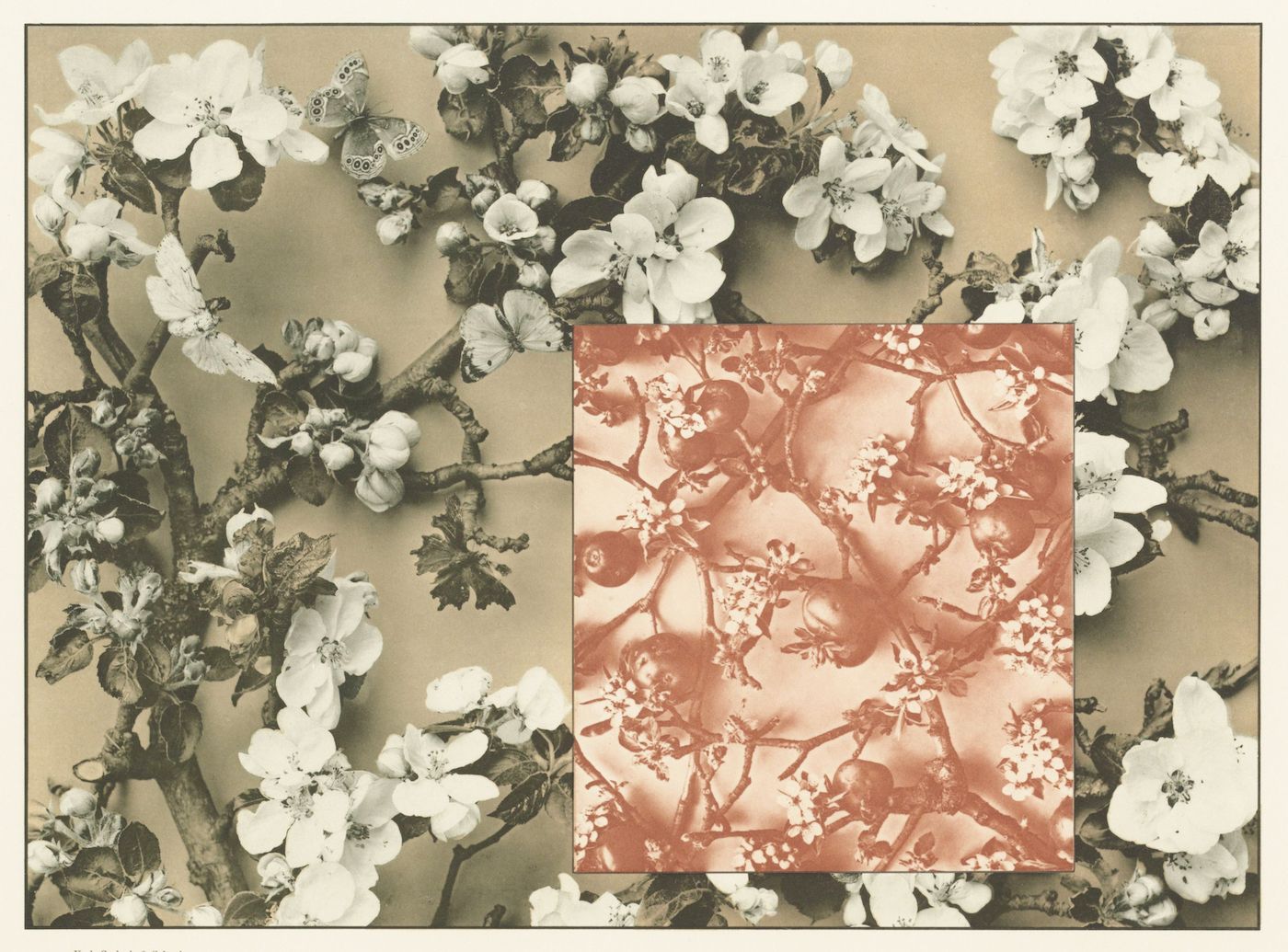 Vintage photograph of a flowering branch with a square overlay and butterflies.