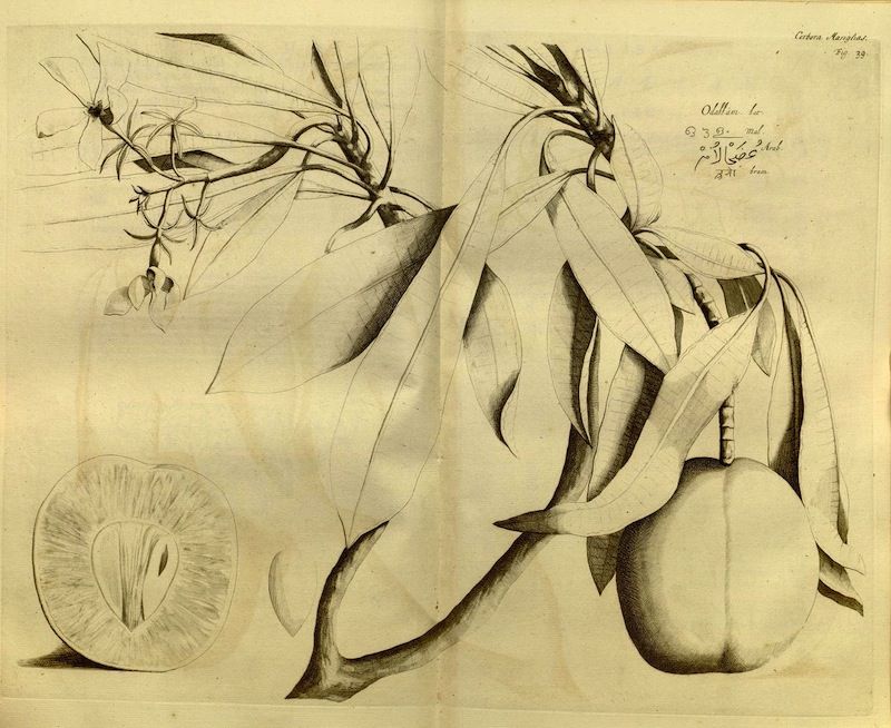 Vintage botanical illustration of a plant with detailed roots, stem, leaves, and flowers in sepia tones.