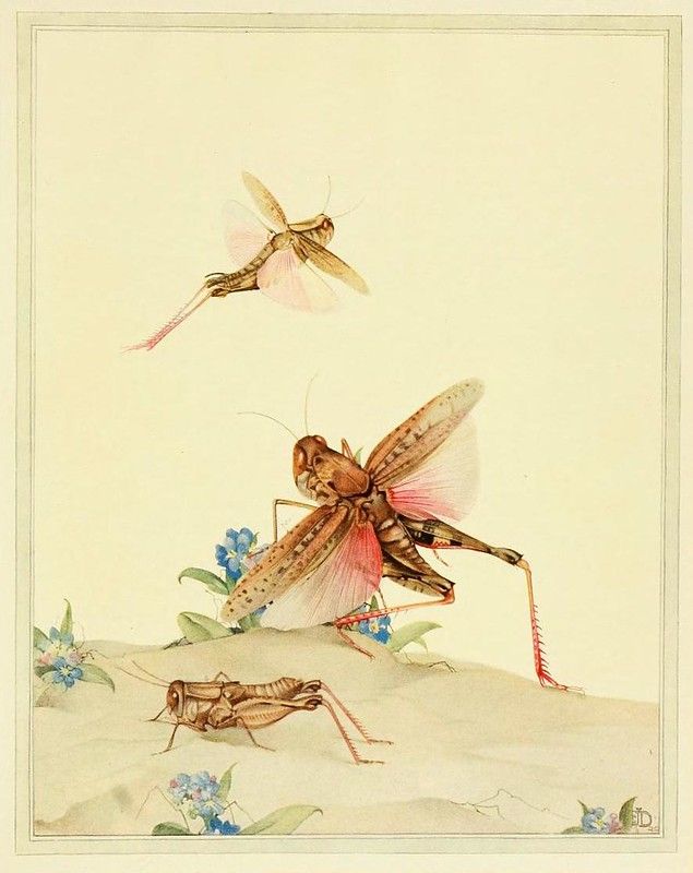 Vintage illustration of three grasshoppers among blue flowers and green foliage.
