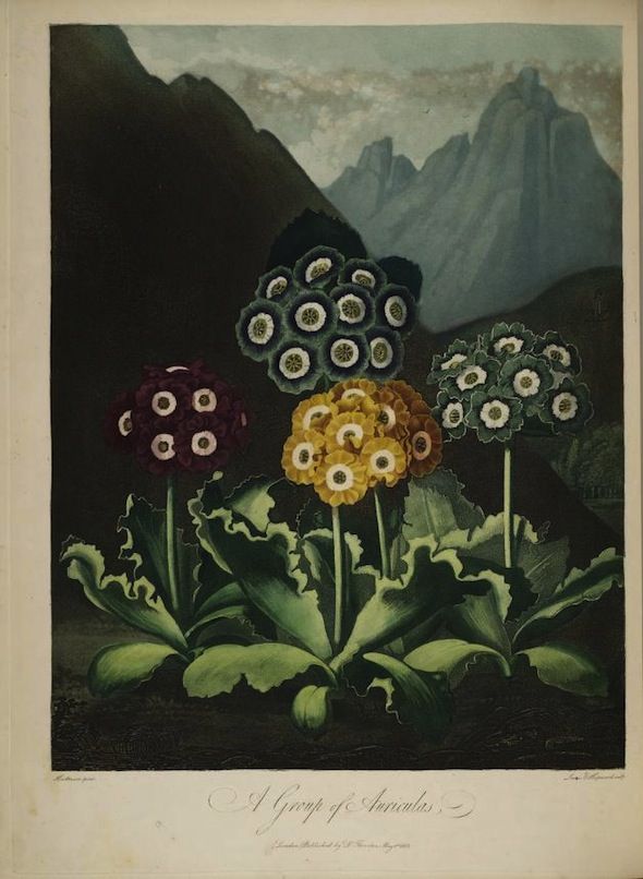 Vintage botanical illustration of a group of *Arnica* flowers against a mountainous backdrop.