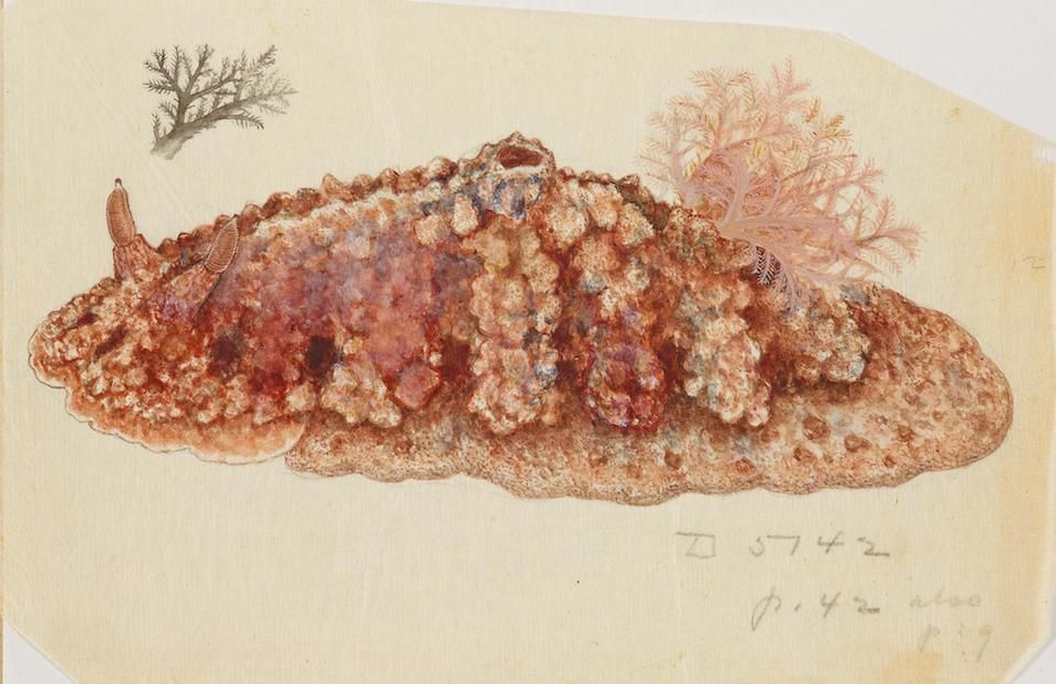 A vintage watercolor drawing of a sea cucumber with coral.