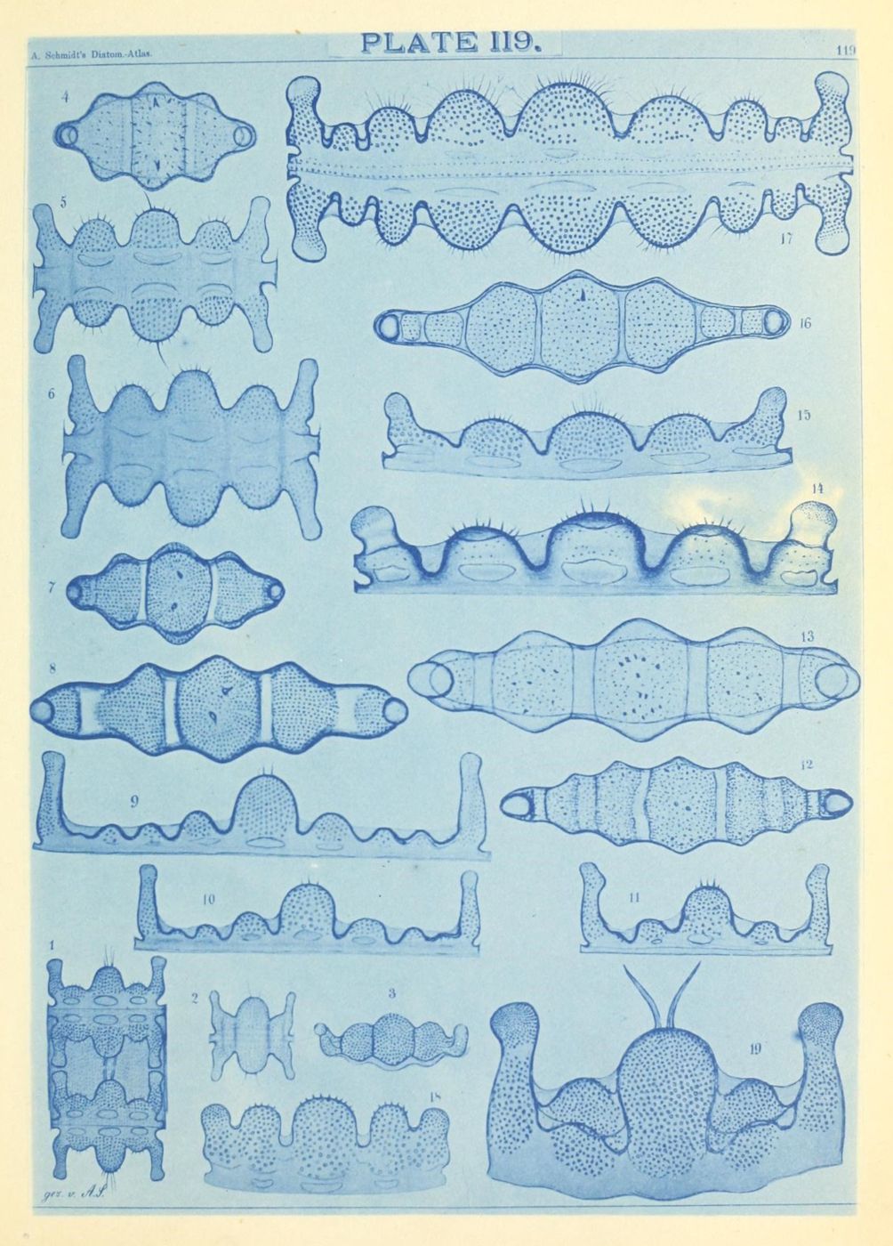 Vintage scientific illustration of various diatom species from A. Schmidt's Diatom Atlas, Plate 119.