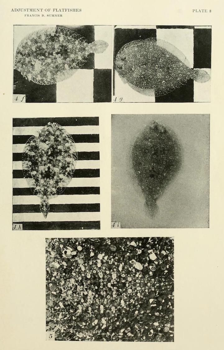 Vintage scientific plate showing flatfish camouflage