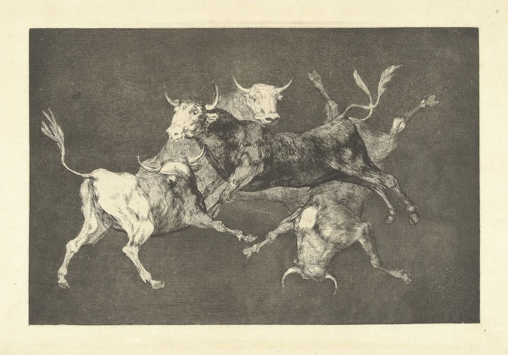 A black and white etching of four bulls fighting. The bulls are intertwined and their bodies overlap, creating a chaotic and dynamic composition. The background is dark and undefined, emphasizing the intensity of the conflict.