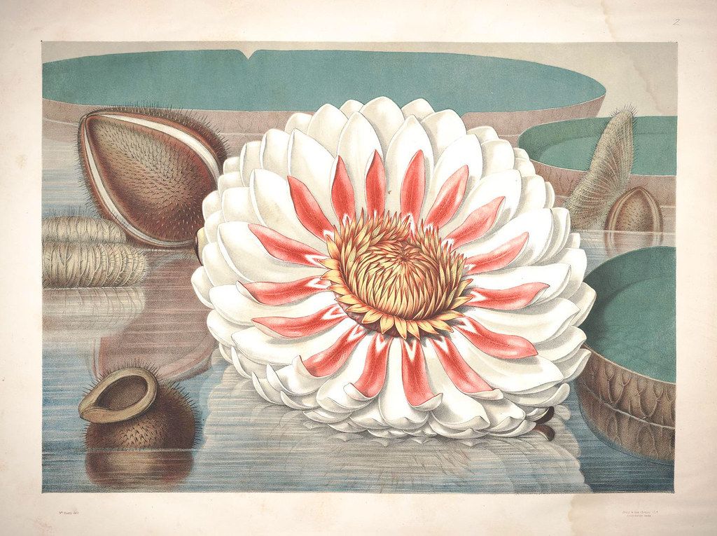 Vintage botanical illustration of a water lily with a large, fully bloomed flower, buds, seed pods, and lily pads floating on water.