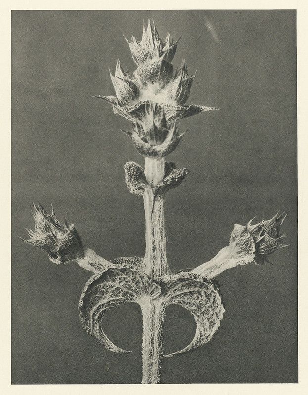 Vintage photograph of a thistle plant with a spiky flower head and slender stem.