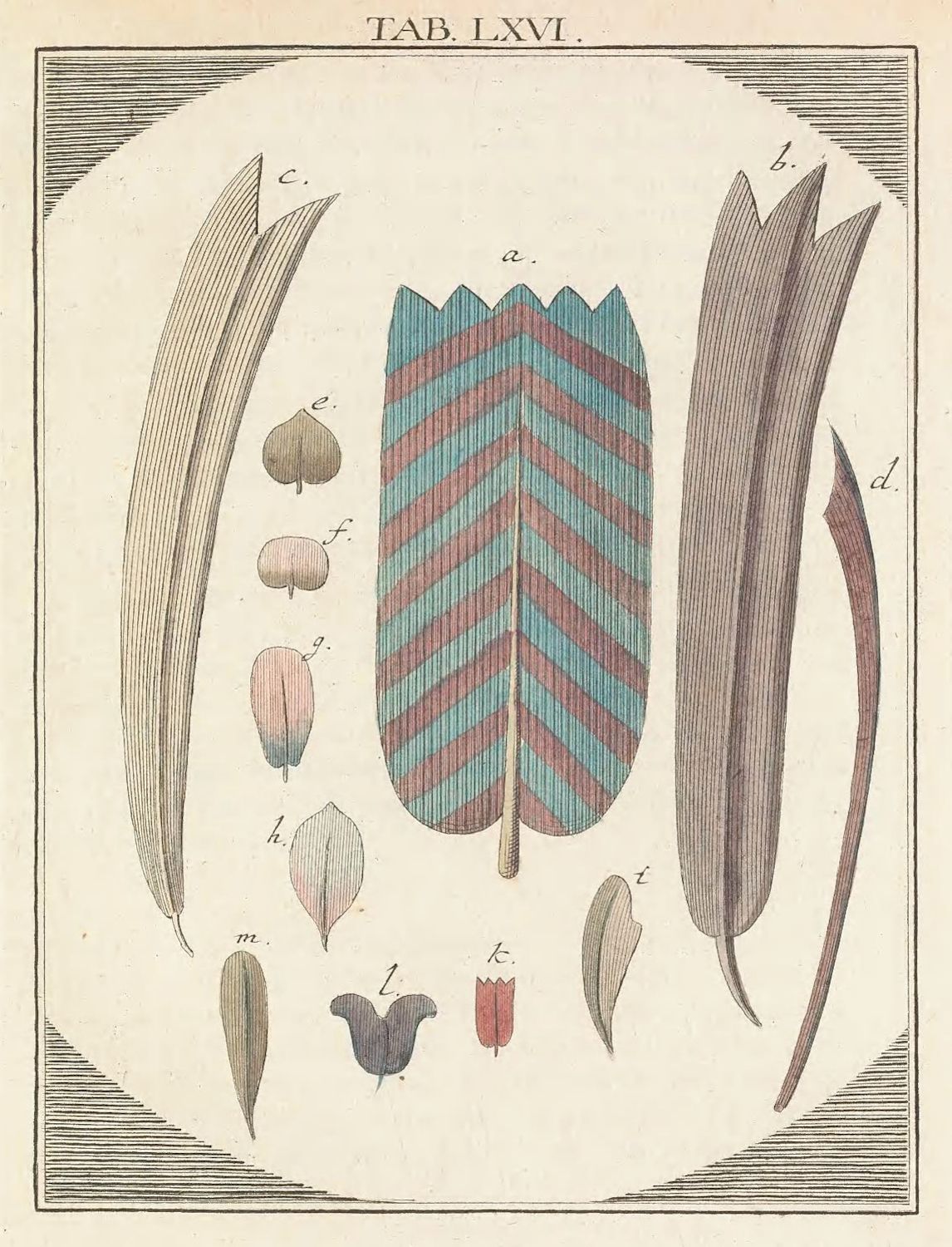 Vintage botanical illustration labeled 'TAB. LXVI' featuring a striped leaf and various other leaves and flower parts.