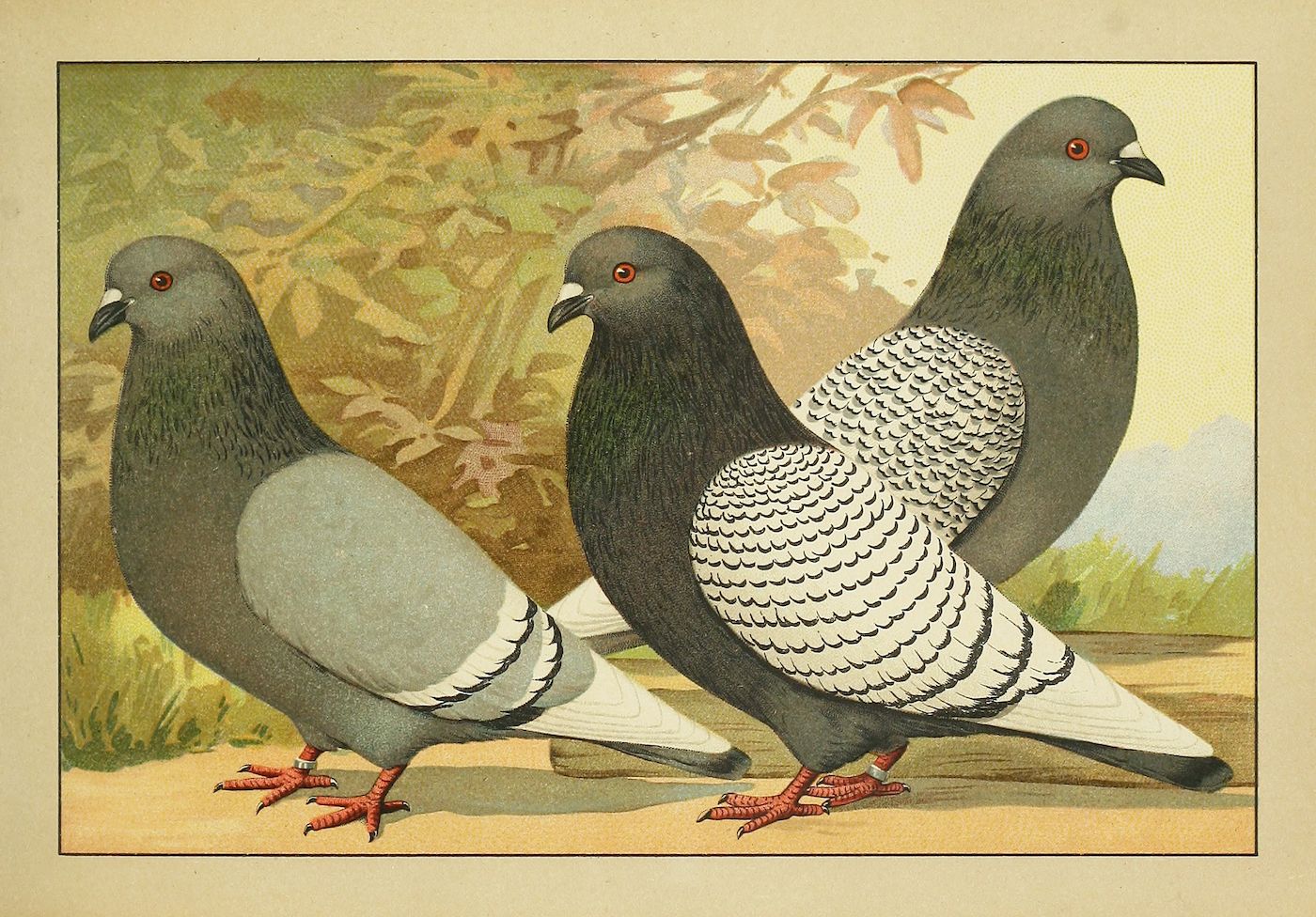 Vintage illustration of three pigeons with different plumage standing on grass.