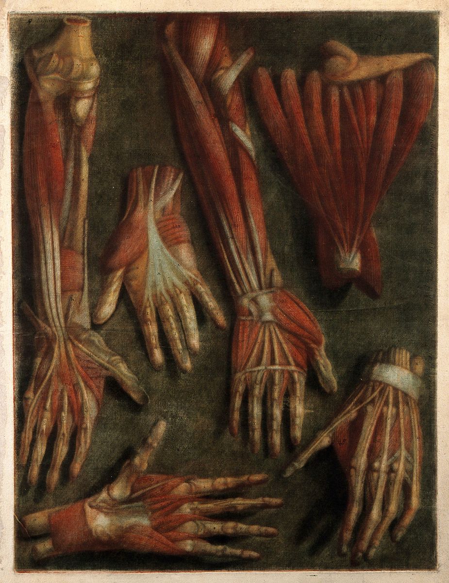 Detailed anatomical drawing of human hands and forearms, showcasing muscles and skeletal structure in shades of red and off-white against a dark background.