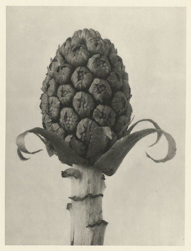 A black and white photograph of an artichoke on a stem.