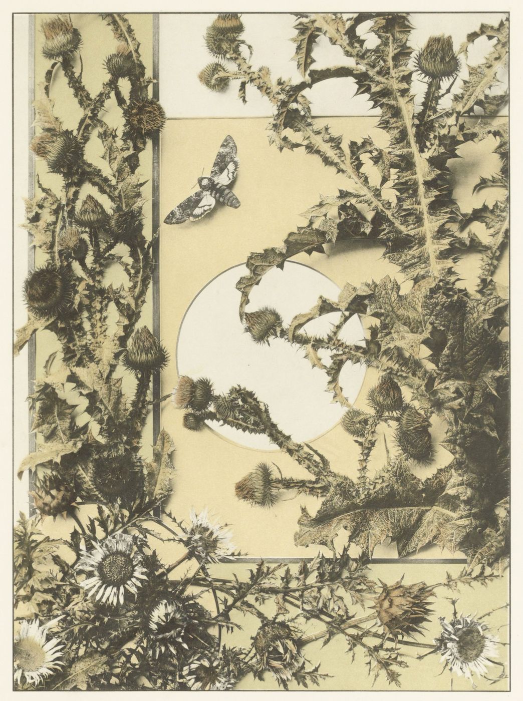 A vintage botanical print featuring thistles and a moth within a geometric framework.