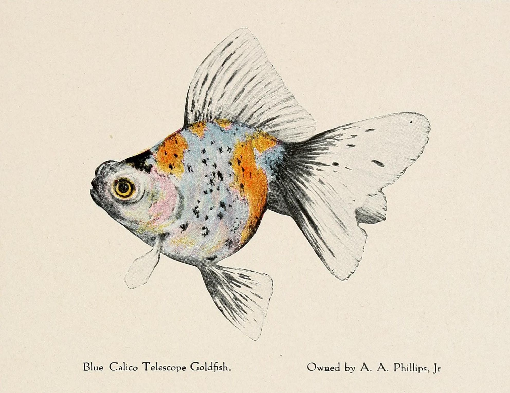 A vintage illustration of a Blue Calico Telescope Goldfish with a mix of blue, orange, and black scales, large protruding eyes, and flowing fins.