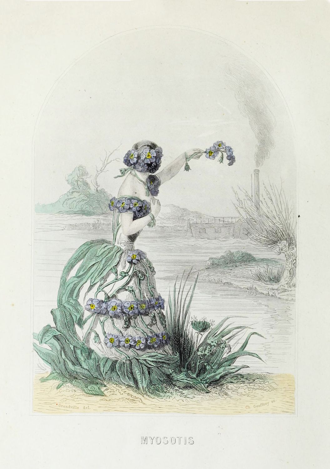 Vintage botanical engraving of a Myosotis plant with lush green foliage and clusters of small blue flowers.