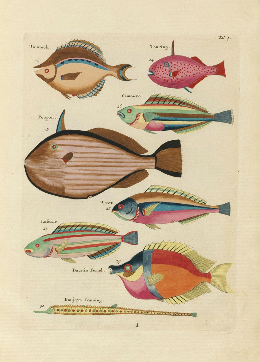 A vintage illustration of various fish species, labeled with numbers and names, on a warm cream background.