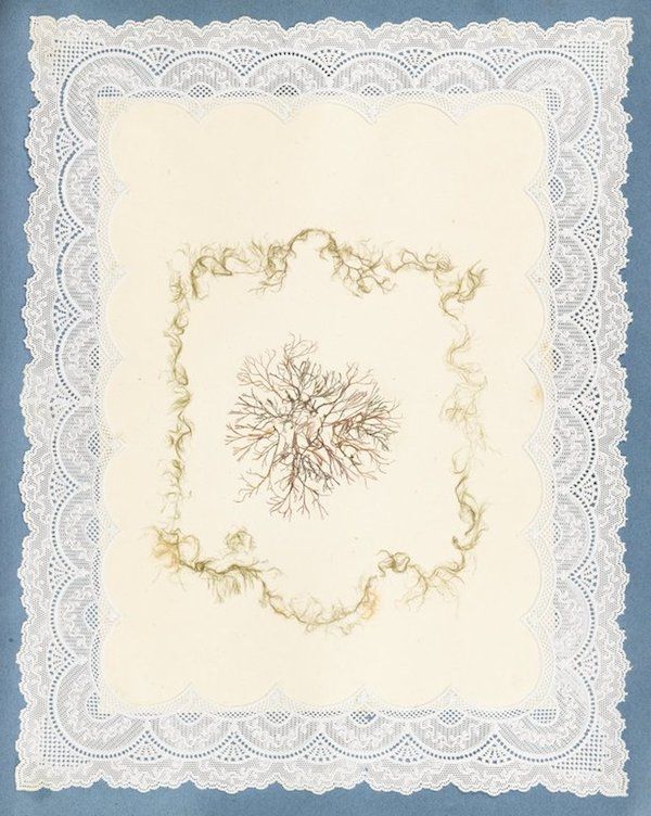 A square piece of cream-colored paper with a delicate white lace border and a square arrangement of dried seaweed in the center, mounted on a blue background.