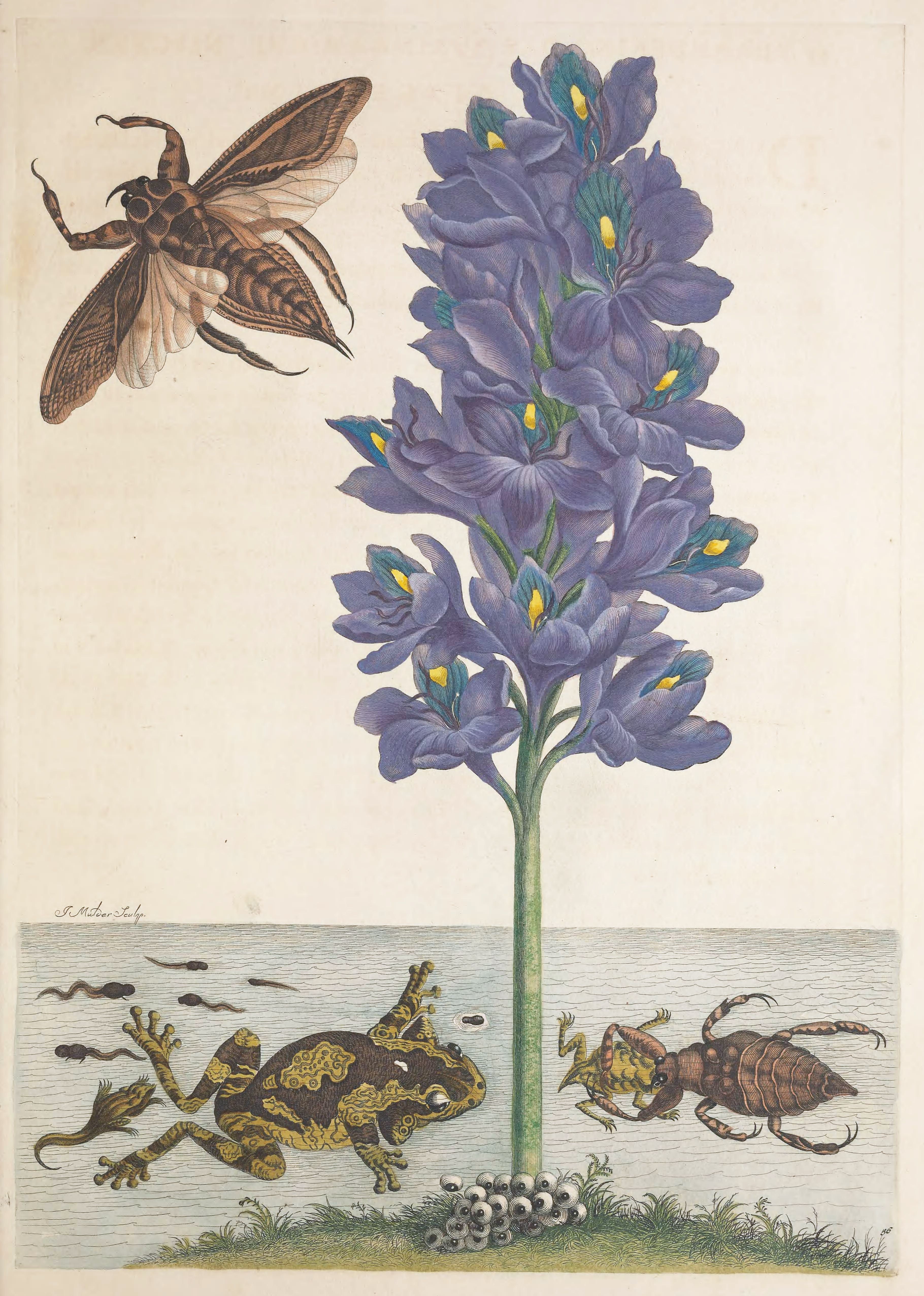 Vintage botanical illustration of a purple flower with insects and amphibians.