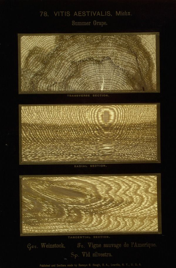 Vintage botanical illustration of three wood sections from a Summer Grape plant, labeled 'TRANSVERSE SECTION', 'RADIAL SECTION', and 'TANGENTIAL SECTION'.