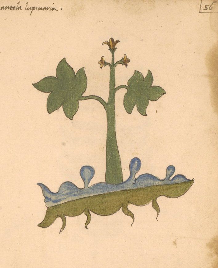 Vintage botanical illustration of a plant with green leaves, blue roots, and handwritten text on aged paper.