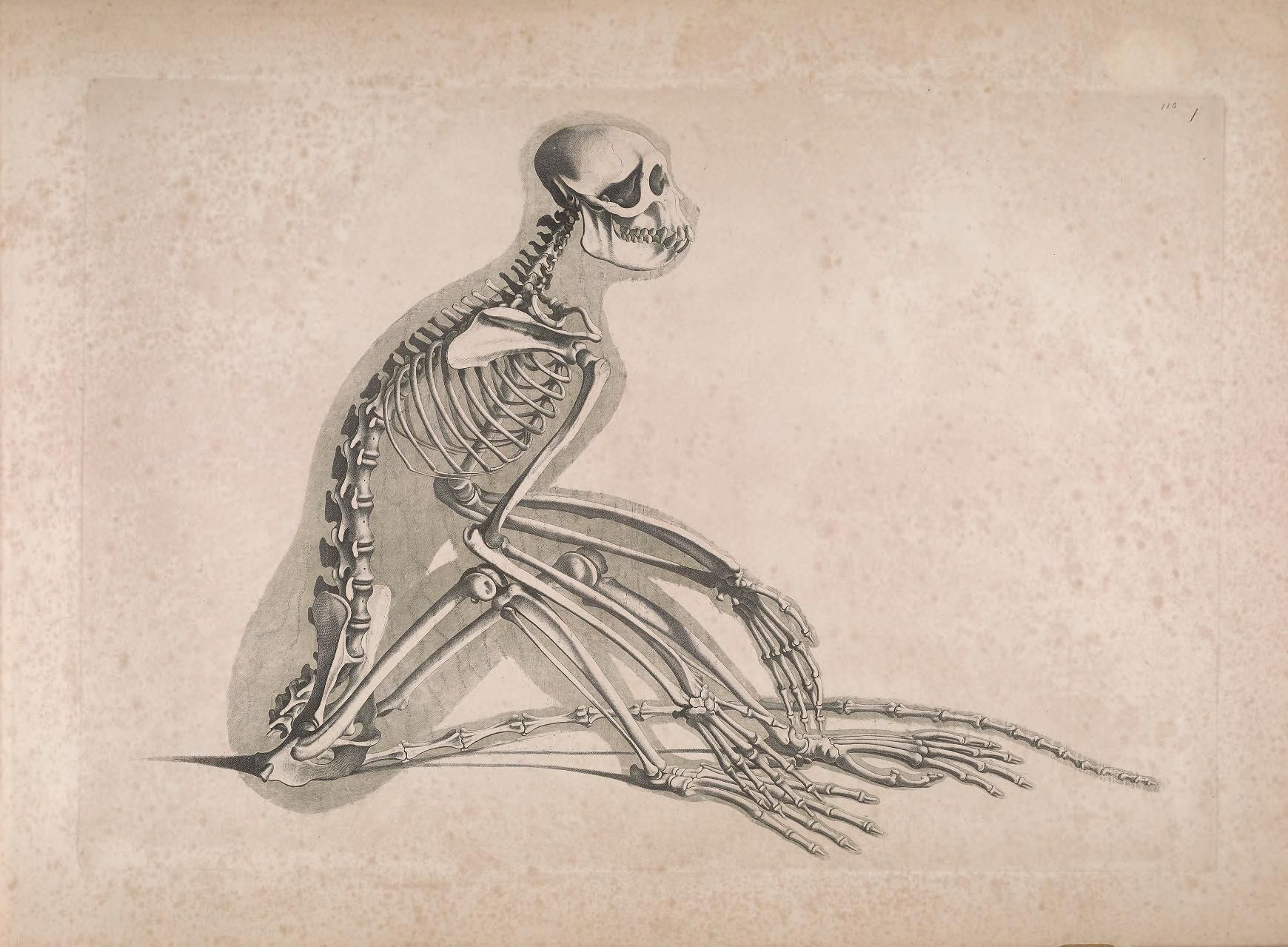 Vintage anatomical illustration of a human skeleton in a seated, contemplative pose.