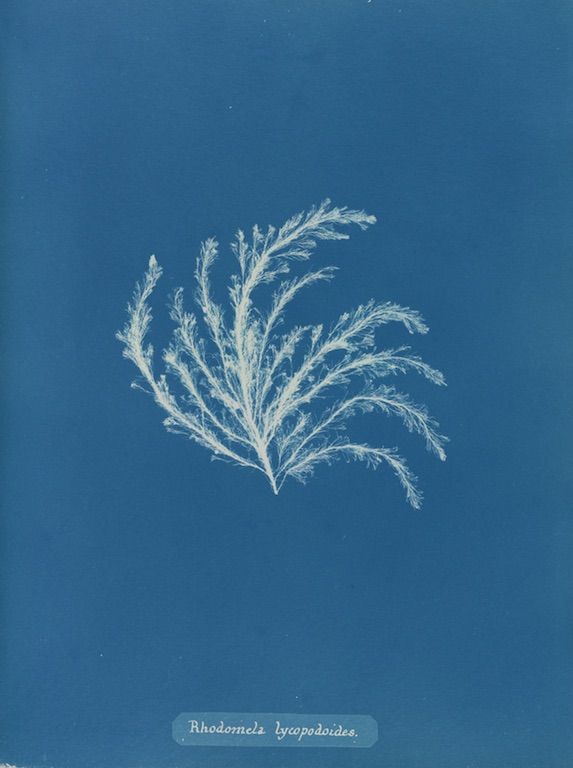 Botanical illustration of Rhodomela lycopodioides, a feathery plant against a teal background.