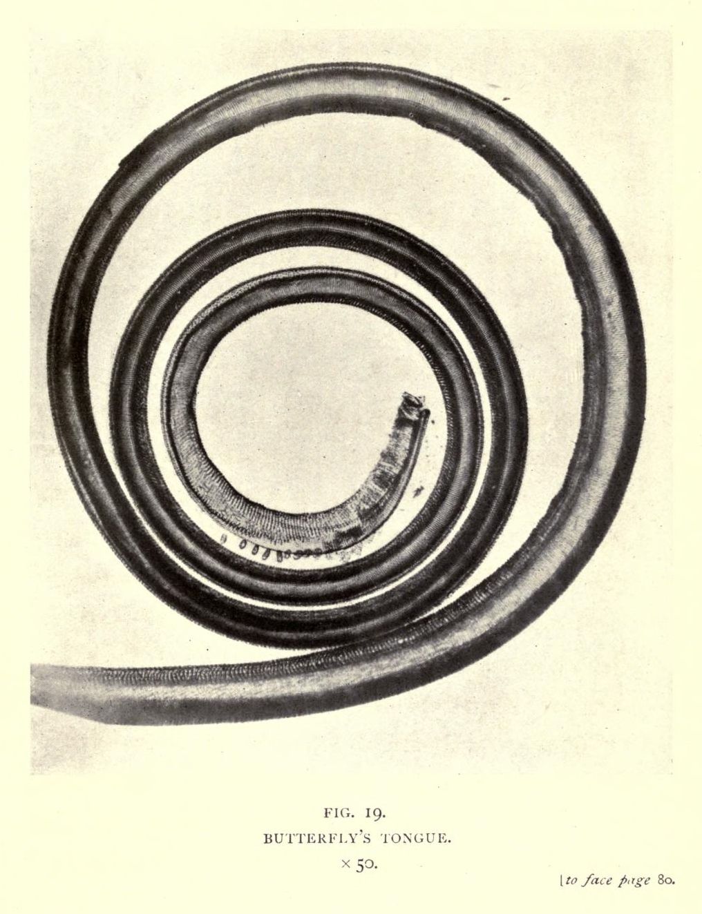 A vintage illustration of a butterfly's tongue, coiled into a spiral shape.