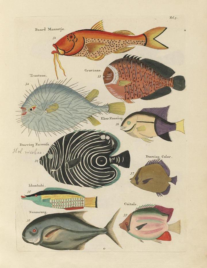 A vintage illustration of various fish species, labeled with numbers and names in a European language.