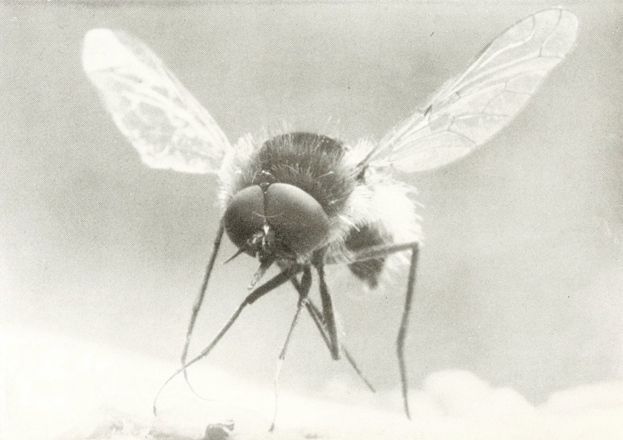 Close-up black and white photograph of a fly with large eyes and spread wings.