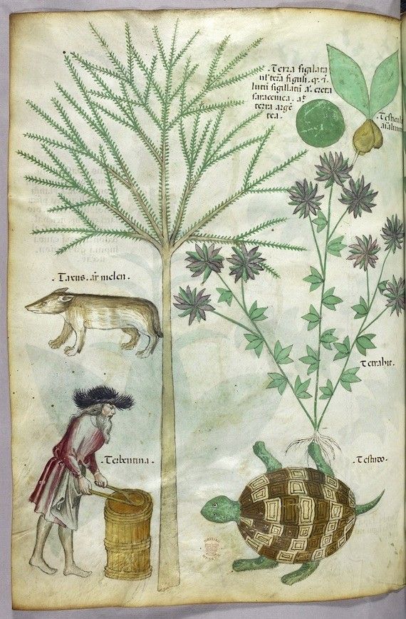 A page from a medieval manuscript with illustrations of a tree, a fox, a turtle, and a man, along with text in Latin.