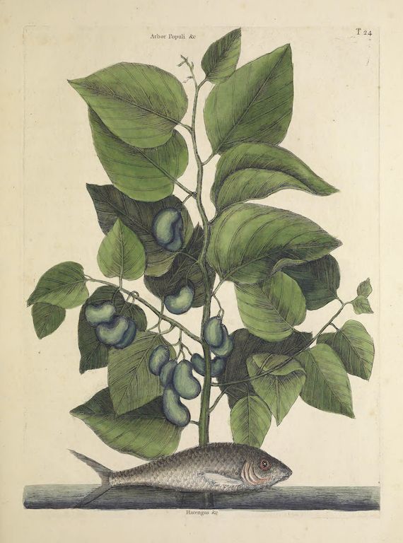 Vintage botanical illustration of a plant and a fish.