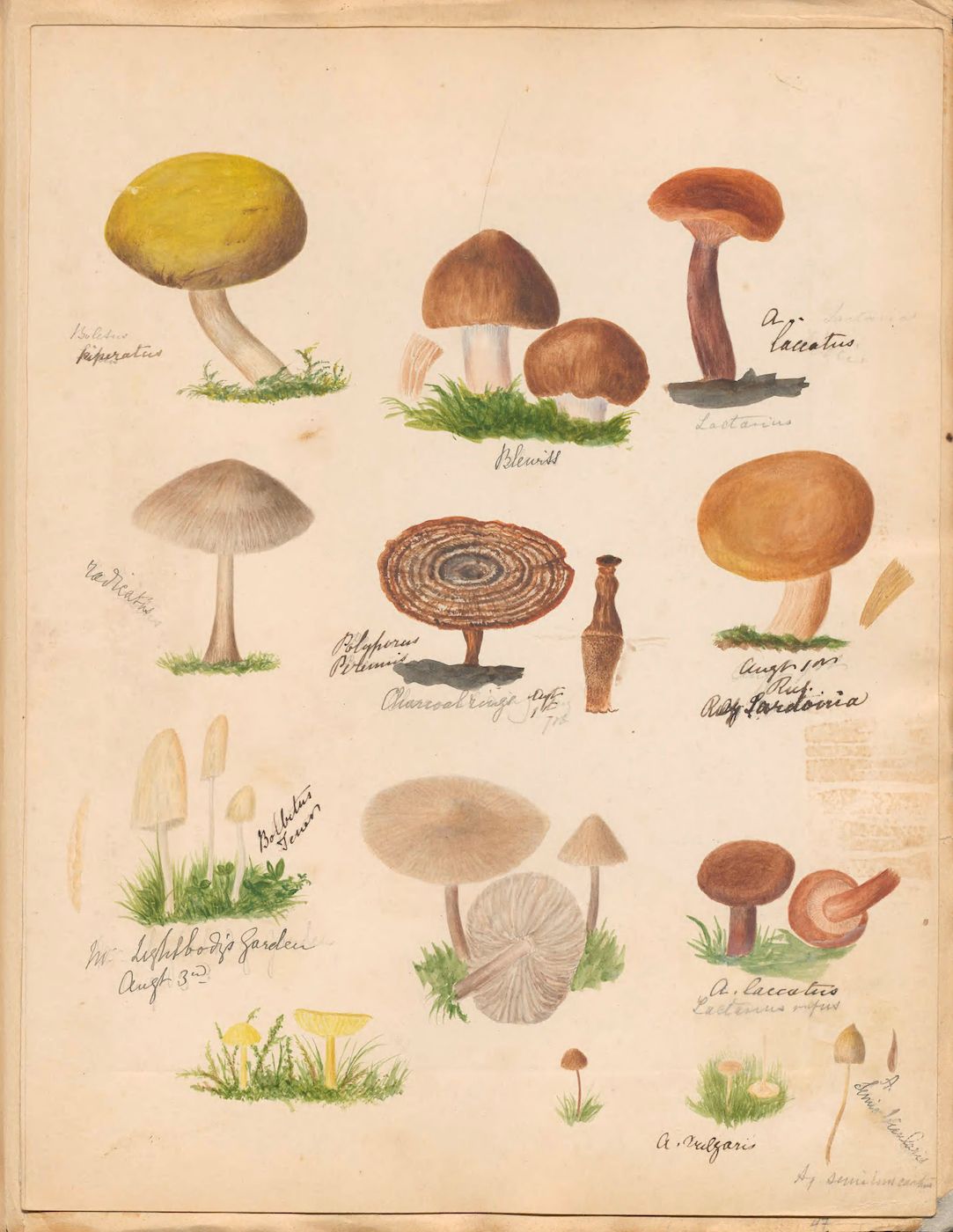 Vintage botanical illustration of mushrooms and plants in watercolor and ink.