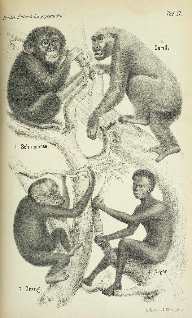 Vintage scientific illustration of chimpanzee, gorilla, orangutan, and a person labeled 'Neger' from Ernst Haeckel's 'Anthropogenie'.