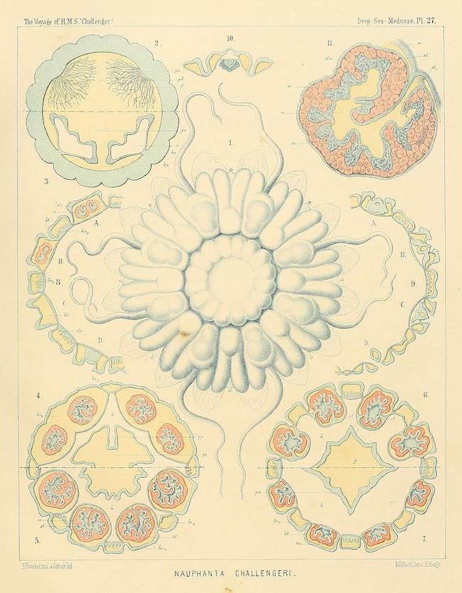 Vintage scientific illustration of a deep-sea medusa called 'Nauphanta Challengeri' from 'The Voyage of H.M.S. Challenger'.