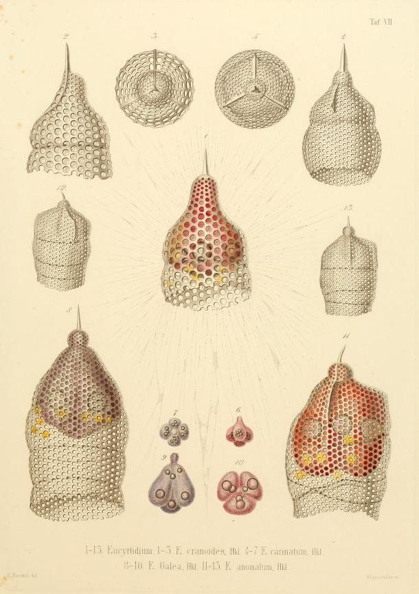 Vintage scientific illustration of radiolarians, microscopic marine organisms, with detailed drawings and labels.