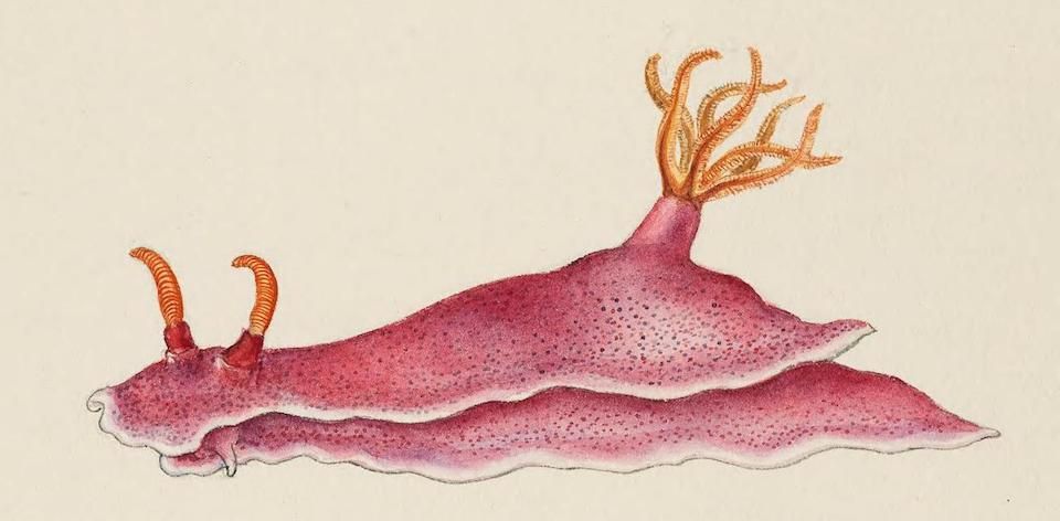 Detailed illustration of a reddish-pink sea slug with orange feathery rhinophores and a plume extending from its back.