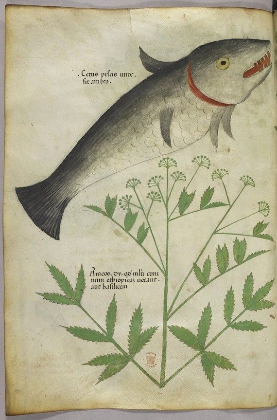 A page from a medieval manuscript with an illustration of a fish and a plant, accompanied by handwritten Latin text.