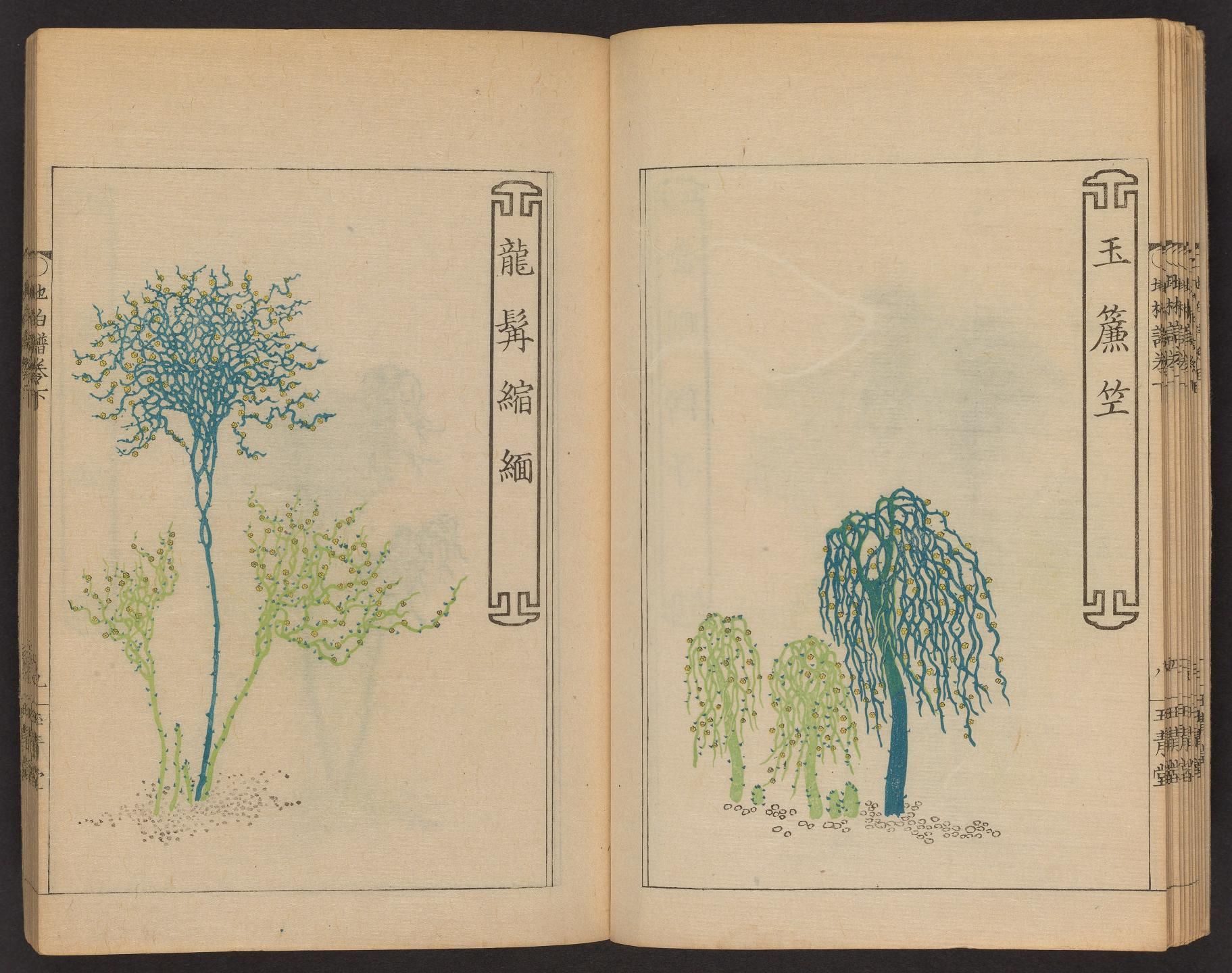 Open book with illustrations of two different trees on facing pages. The left page shows a tree with a dense, rounded crown of green leaves, and the right page features a weeping willow tree with long, cascading branches. Both pages have vertical columns of East Asian characters above the illustrations.