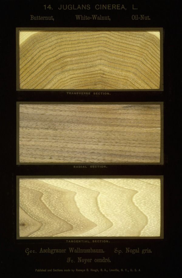 Vintage botanical illustration of wood sections from Juglans cinerea (Butternut, White-Walnut, Oil-Nut). Three sections are shown: transverse, radial, and tangential, each displaying unique wood grain patterns and warm golden-brown tones.